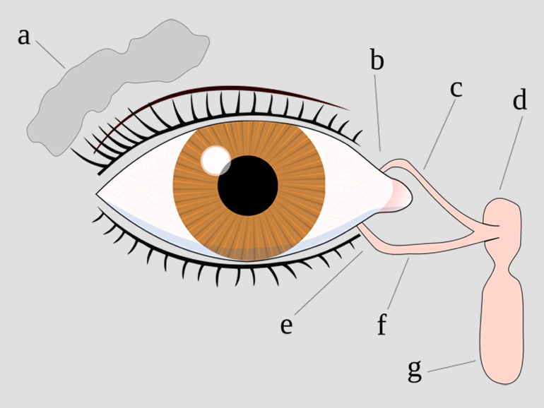 Tear System Diagram